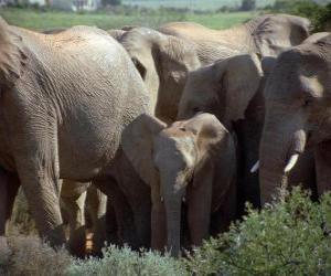 Puzzle οικογένεια ελέφαντας